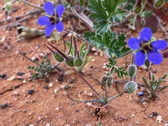 Erodium carolinianum