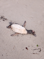 Spheniscus magellanicus