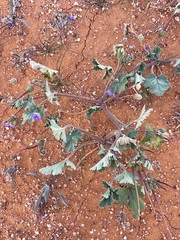 Erodium carolinianum