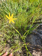 Pauridia linearis