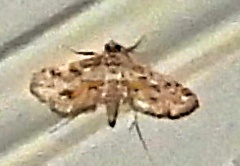 Parapoynx diminutalis