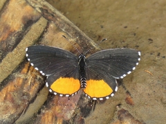 Talicada nyseus