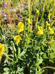 Crotalaria excisa