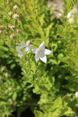 Platycodon grandiflorus