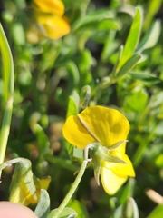 Crotalaria excisa