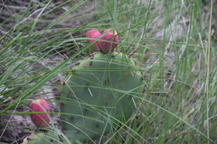 Opuntia