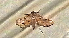 Parapoynx diminutalis