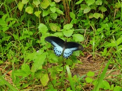 Papilio polymnestor
