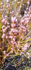 Erica rosacea
