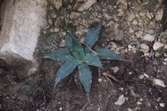 Agave parryi