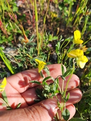 Crotalaria excisa