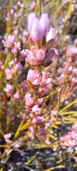 Erica rosacea