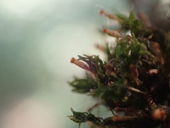 Orthotrichum pulchellum