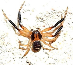 Xysticus texanus