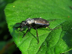 Carabus regalis