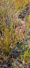 Erica rosacea