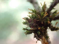 Orthotrichum pulchellum