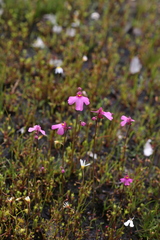 Utricularia multifida