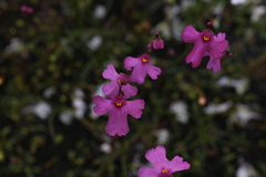 Utricularia multifida