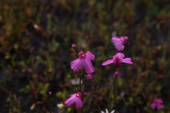 Utricularia multifida