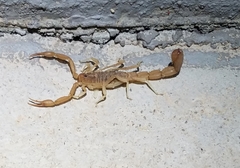 Paravaejovis confusus