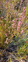 Erica rosacea