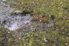Utricularia multifida
