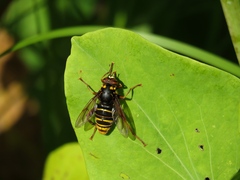 Spilomyia maxima