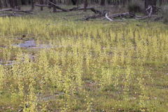 Utricularia multifida