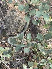 Diadophis punctatus regalis