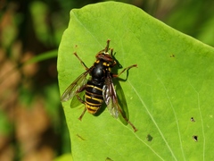 Spilomyia maxima