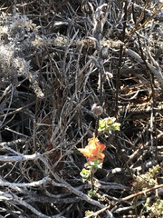 Castilleja latifolia