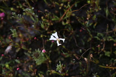 Stylidium emarginatum