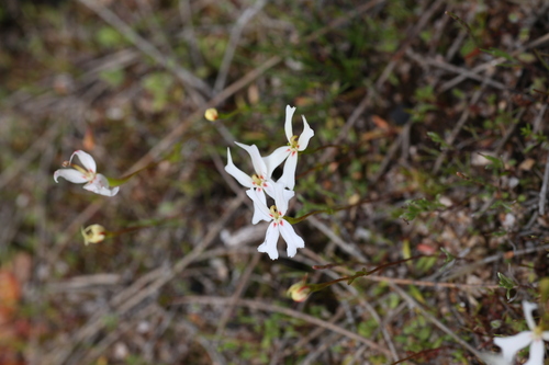 Image of Stylidium emarginatum by (c) Hugo Innes, some rights reserved (CC BY)