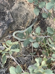 Diadophis punctatus regalis