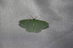 Synchlora