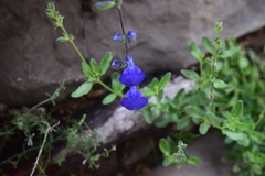 Salvia lycioides