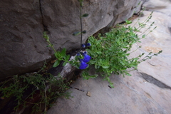 Salvia lycioides