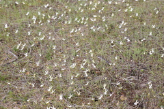 Stylidium emarginatum