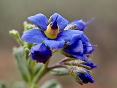 Halgania cyanea