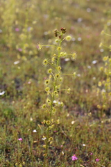 Drosera stricticaulis