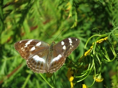 Argynnis sagana