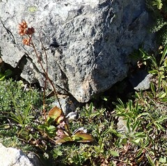 Leptarrhena pyrolifolia