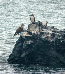 Sula nebouxii excisa