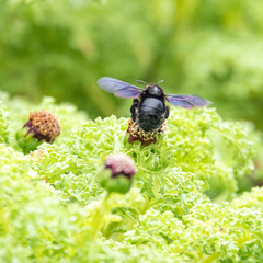 Xylocopa darwini