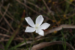 Drosera macrantha