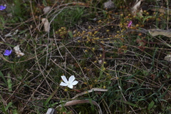 Drosera macrantha