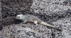 Amblyrhynchus cristatus