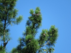 Pinus sibirica