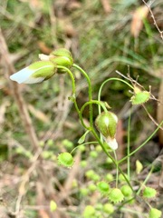 Drosera planchonii